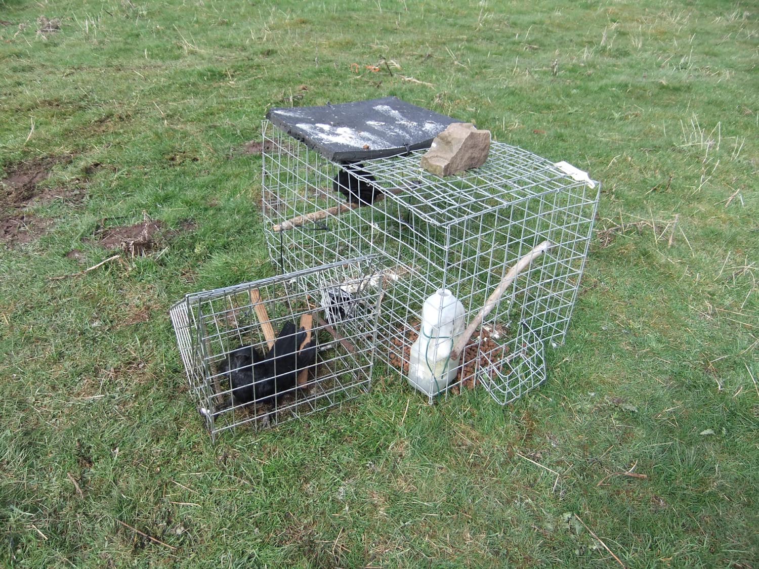 Animal and Bird Traps in our Countryside